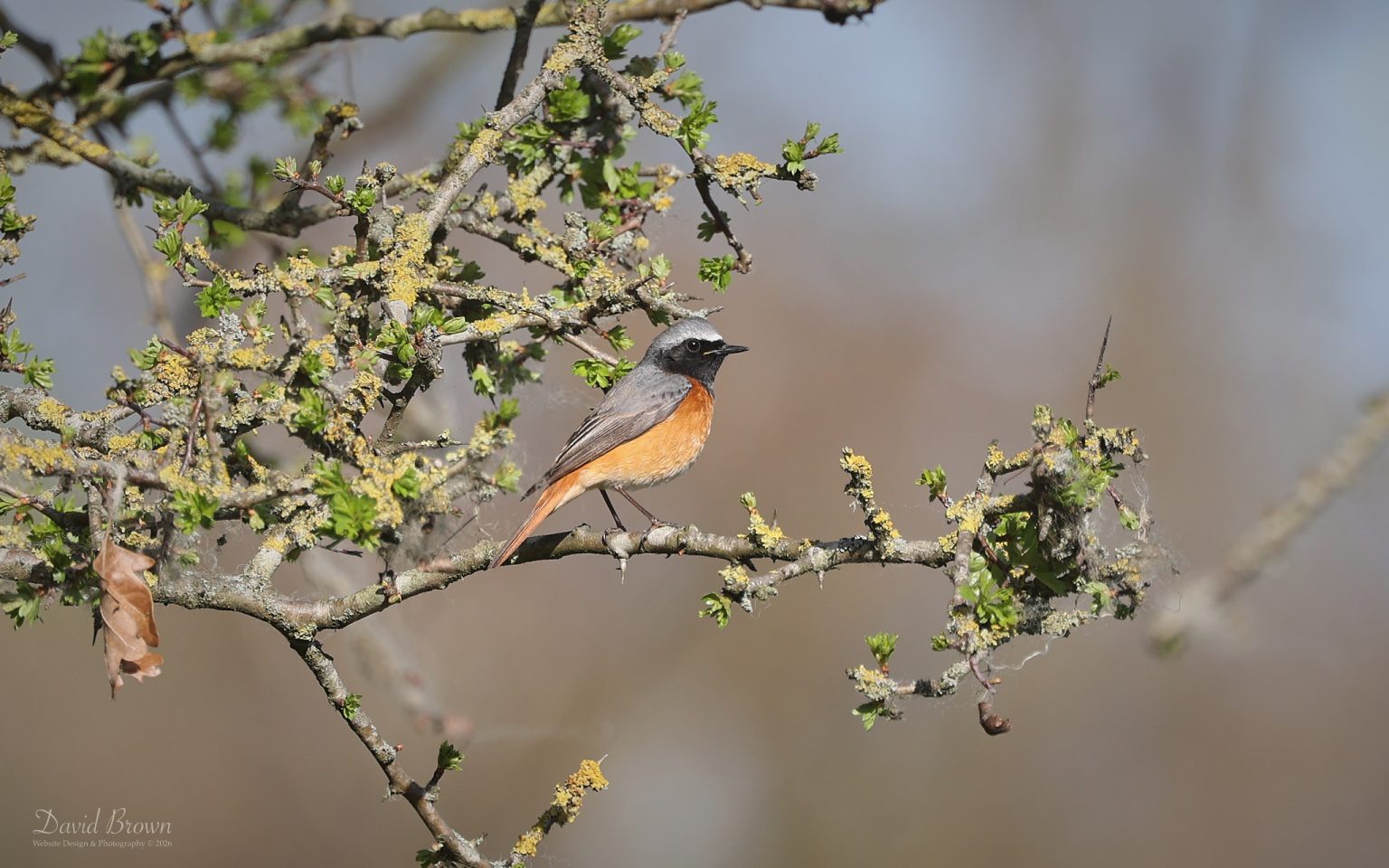 Common Redstart at Bishops Park, 10th April 2026