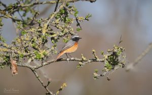 Common Redstart at Bishops Park, 10th April 2026