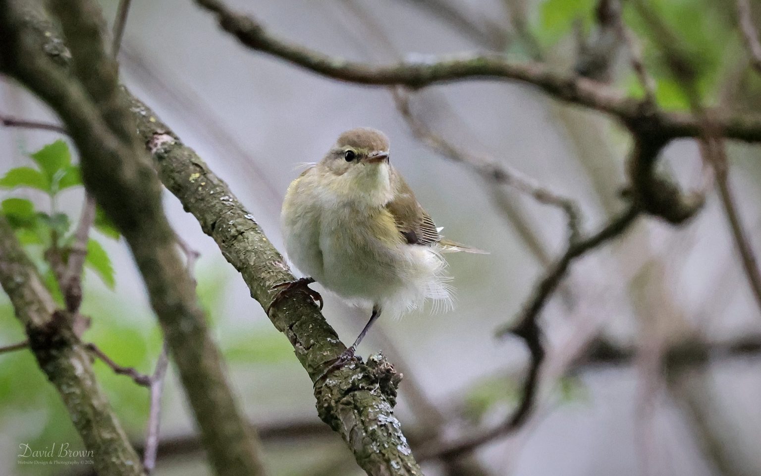 Iberian ChiffChaff at Hardwick Hall CP, 14th April 2026