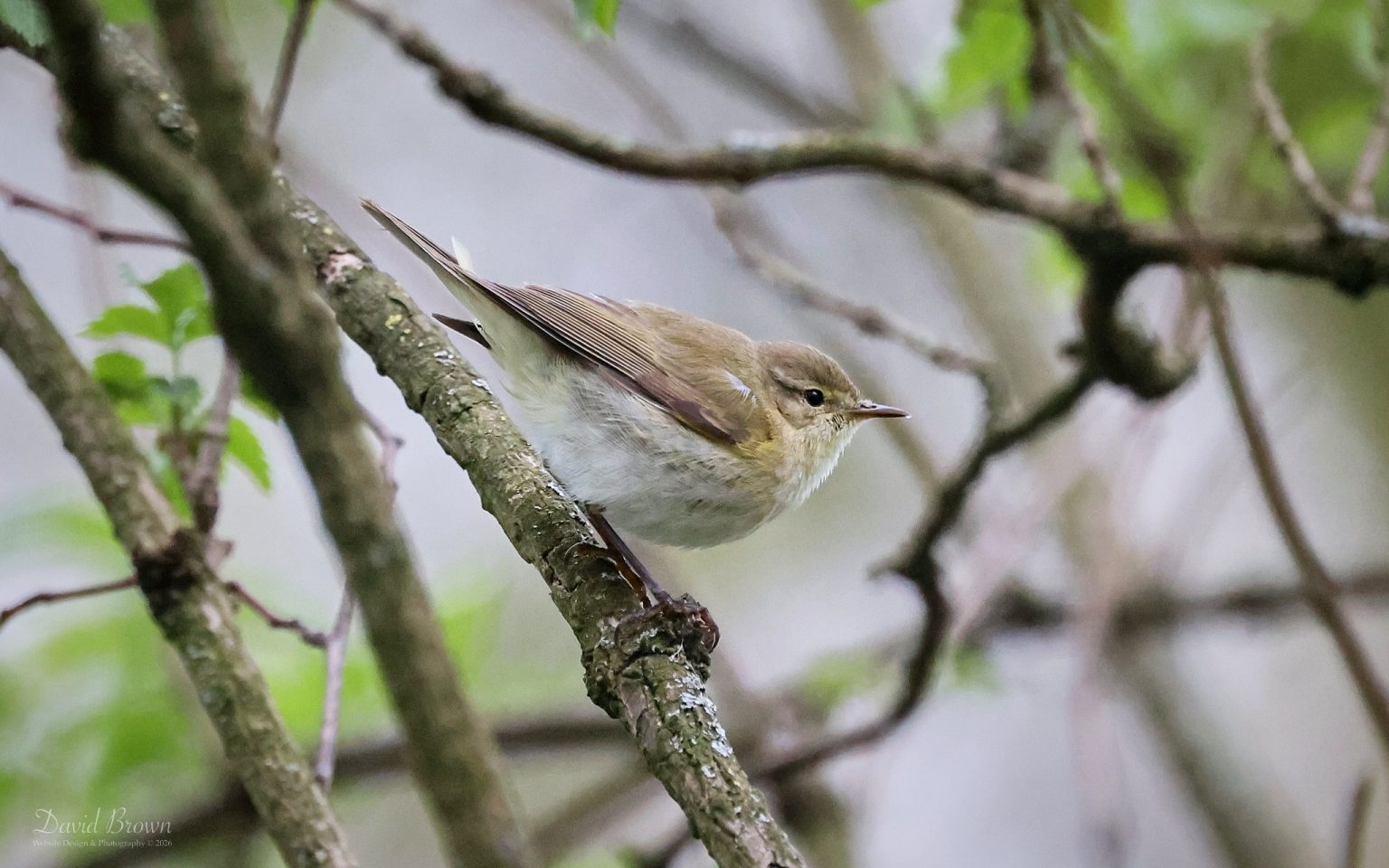 Iberian ChiffChaff at Hardwick Hall CP, 14th April 2026