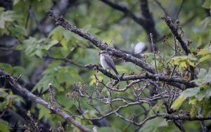 Spotted Flycatcher at Stanhope, 4th May 2026.