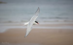 Arctic Tern at Long Nanny, 26th May 2026