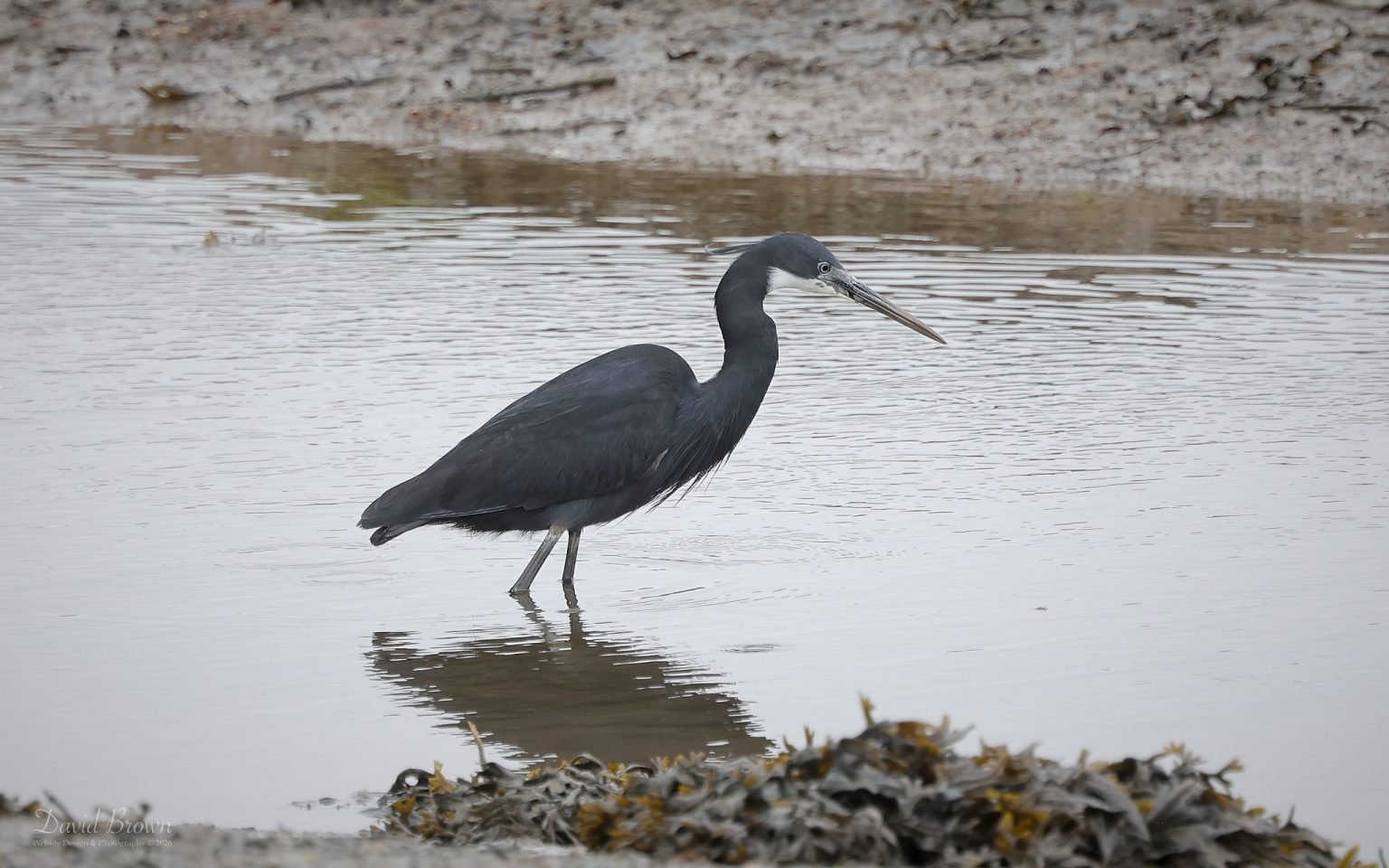 Western Reef Heron at Foryd Bay, 11th June 2026