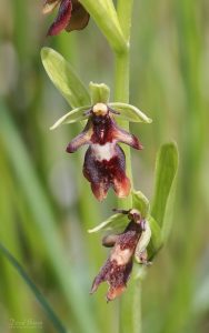 Fly Orchid at Cors Bodeilio, 12th June 2026