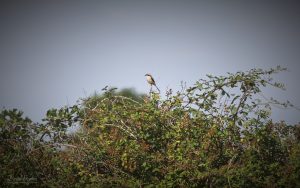 Long-tailed Shrike at Eastleach Martin, 20th July 2026