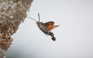 Hummingbird Hawkmoth at Etherley Moor, 7th August 2026