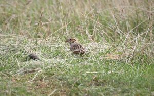 Lapland Bunting at Goswick, 12th September 2026