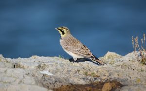 Shorelark at South Shields, 3rd October 2026