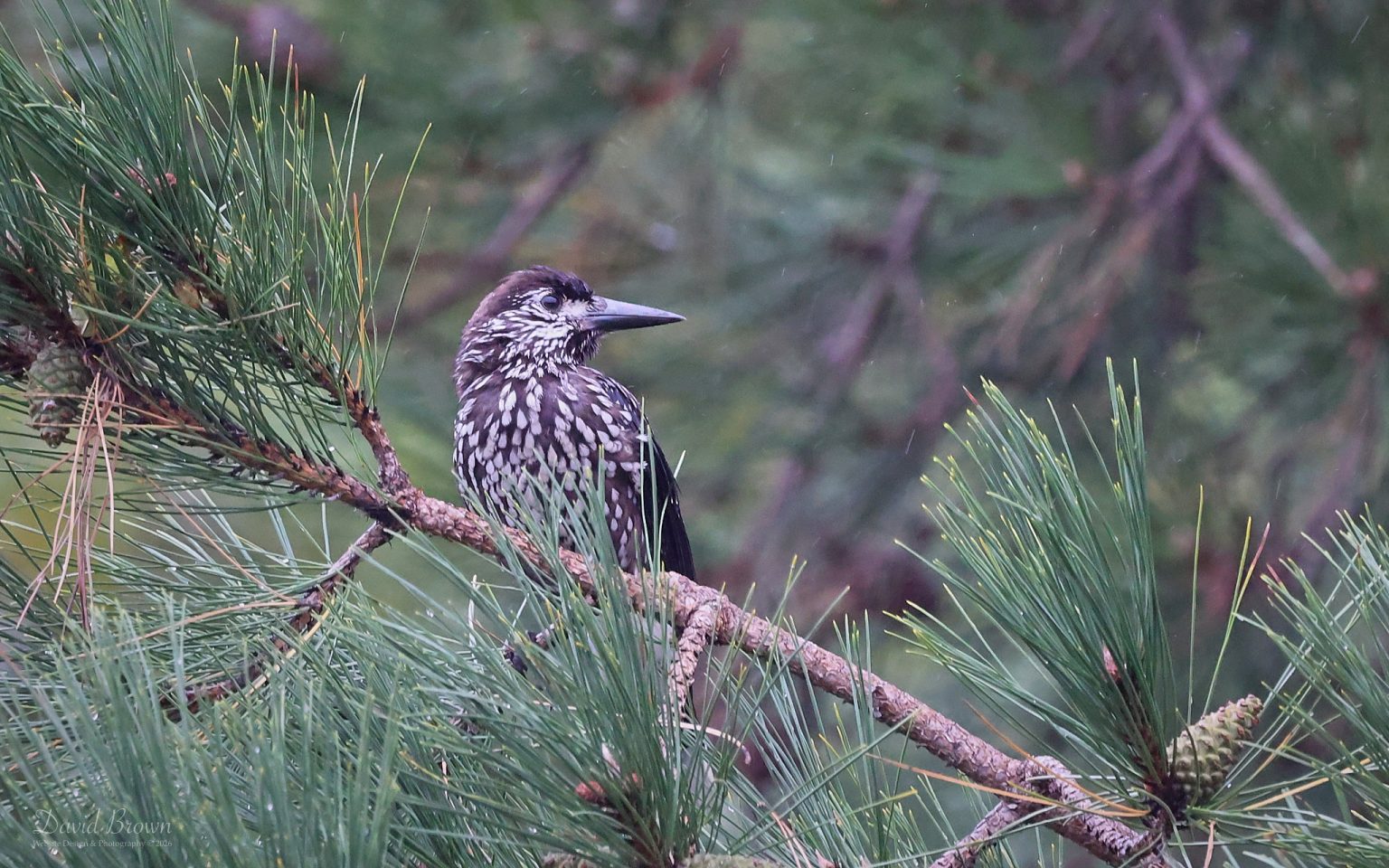 Slender-billed Nutcracker at Mundesley, 28th October 2026.