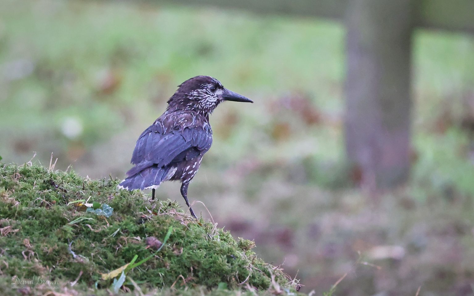 Slender-billed Nutcracker at Mundesley, 28th October 2026.