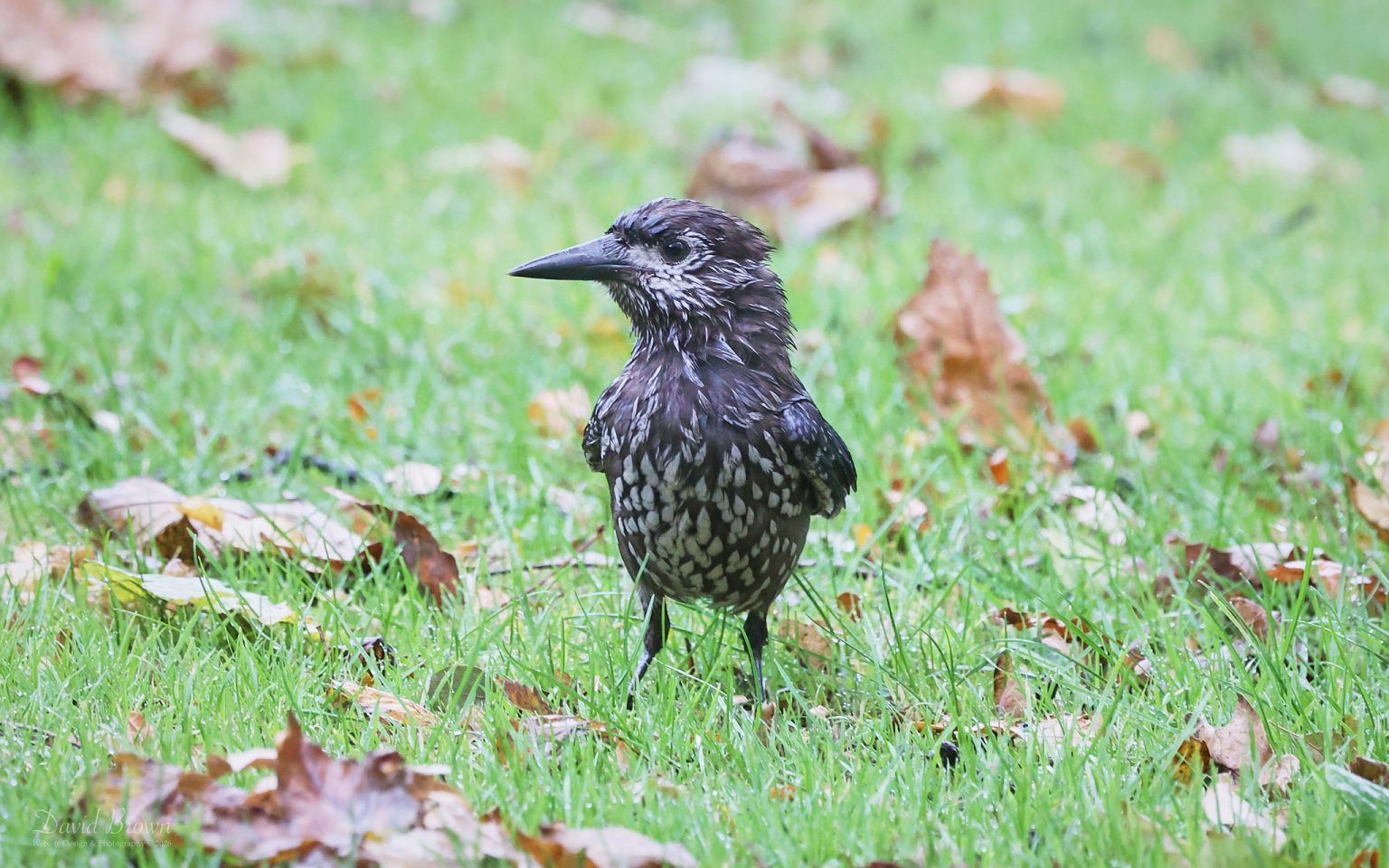 Slender-billed Nutcracker at Mundesley, 28th October 2026.