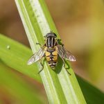 Footballer Hoverfly at Etherley Moor, 31st May 2020