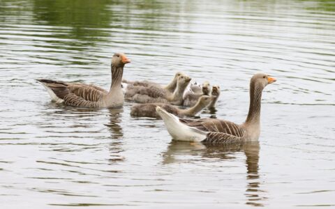 Greylag Geese at Escomb, 14th June 2020