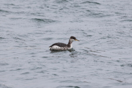 Red-necked Grebe at Jacksons Landing, 6th February 2022