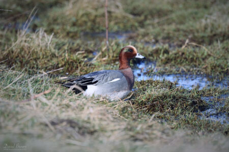 Wigeon at Seaton Common, 6th February 2022
