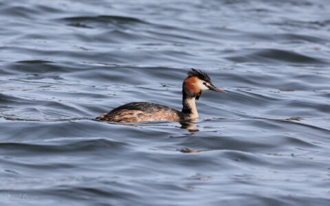 Great-crested Grebe at Hardwick Park CP, 9th April 2022