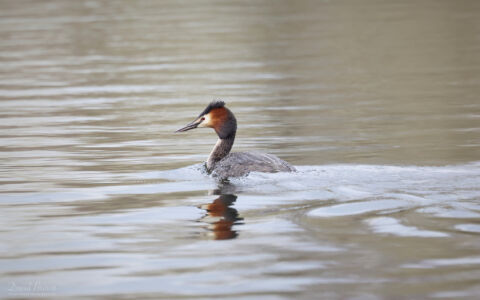 Great Crested Grebe at Escomb, 8th April 2023