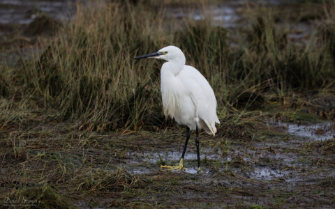 Little Egret at Seaton Common, 8th October 2023