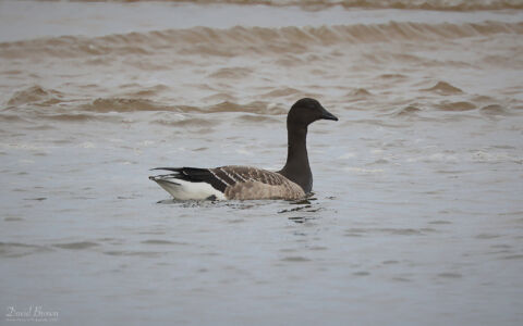 Brent Goose at Seaton Snook, 8th October 2023