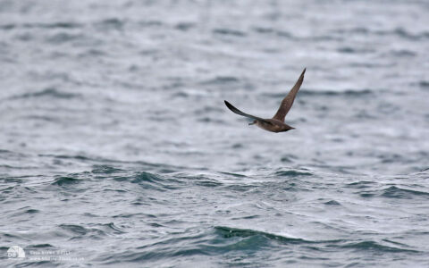 Balearic Shearwater off Penzance, 12th August 2017