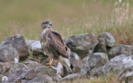 Common Buzzard at Kilmuir, 2nd August 2007