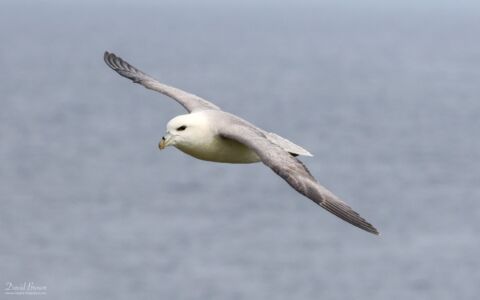 Fulmar at the Butt of Lewis, 17th May 2019