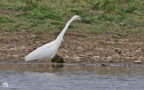Great White Egret at Hauxley, 9th May 2013