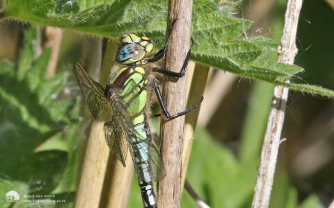 Hairy Dragonfly at Titchwell, 19th May 2018