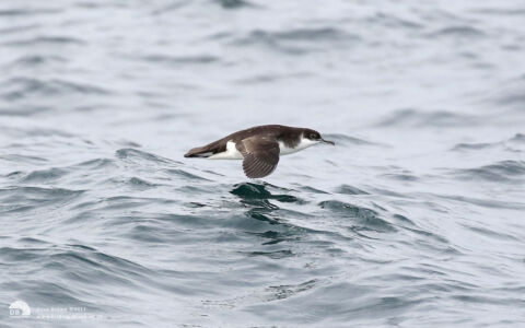 Manx Shearwater off Penzance, 12th August 2017