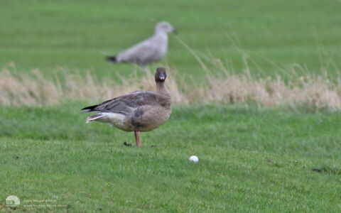 Pink-footed Goose at Seaton Common, 1st January 2016