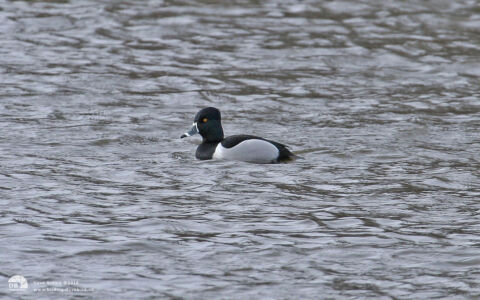 Ring-necked Duck at Low Barns, 28th February 2007