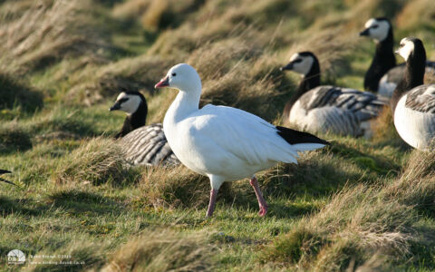 Ross's Goose at Snettisham, 3rd March 2007