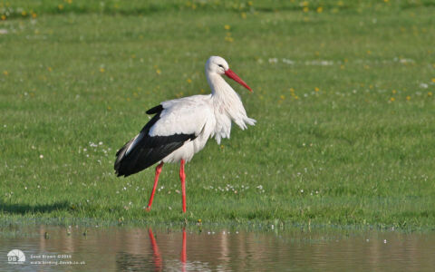 White Stork at Billingham, 3rd May 2006