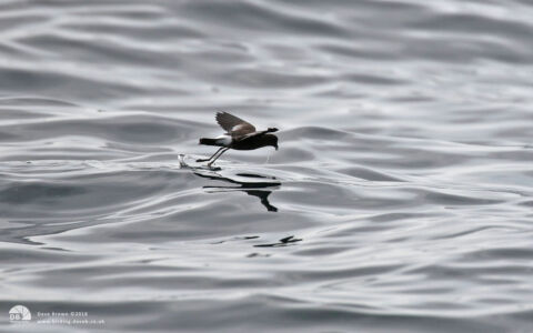 Wilson's Petrel at Penzance, 18th August 2018