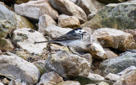 Pied Wagtail at Scaling Dam, 15th March 2020