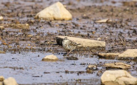 Water Pipit at Scaling Dam, 15th March 2020