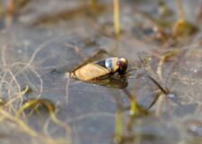 Backswimmer at Etherley Moor, 25th March 2020