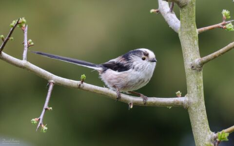 Long-tailed Tit at Etherley Moor, 4th April 2020