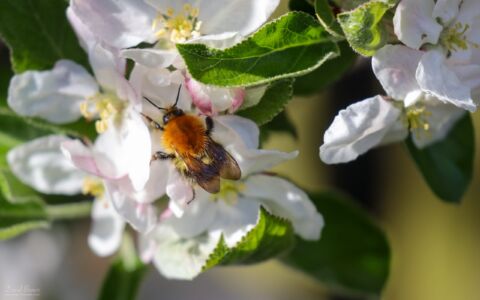 Common Carder Bumblebee at Etherley Moor, 18th April 2020