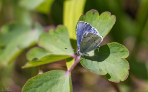 Holly Blue at Etherley Moor, 19th April 2020