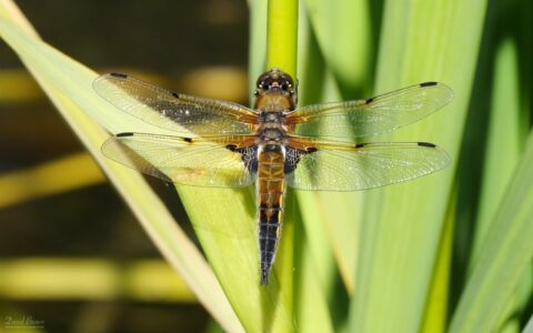 Four-spotted Chaser at Escomb, 30th May 2020