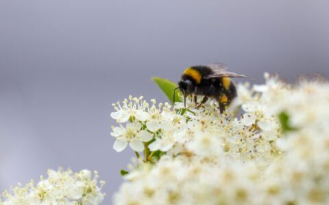 Buff-tailed Bumblebee at Etherley Moor, 13th June 2020