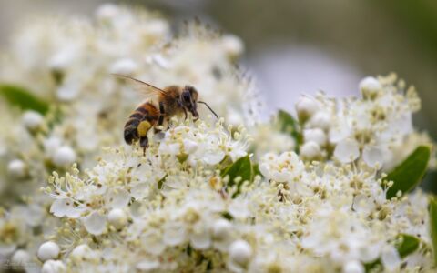 Honey Bee at Etherley Moor, 13th June 2020