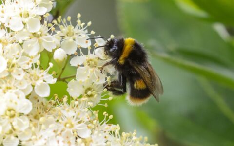 Buff-tailed Bumblebee at Etherley Moor, 14th June 2020