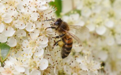 Honey Bee at Etherley Moor, 14th June 2020