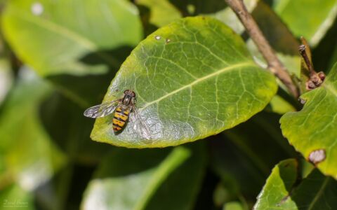 Hover Fly at Etherley Moor, 21st June 2020