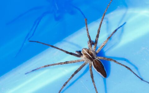 Nursery Web Spider at Etherley Moor, 23rd June 2020