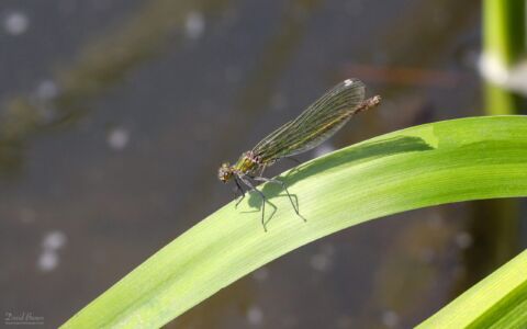 Banded Demoiselle at The Batts, 26th June 2020