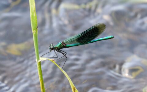 Banded Deemoiselle at The Batts, 26th June 2020