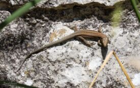 Common Lizard at Church Ope Cove, 16th July 2020